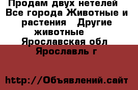 Продам двух нетелей - Все города Животные и растения » Другие животные   . Ярославская обл.,Ярославль г.